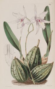 Laelia rubescens da W. J. Booth